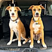 Thumbnail photo of Finn #3