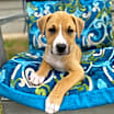Thumbnail photo of Finn #4