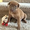 Thumbnail photo of Milo #1