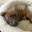 Thumbnail photo of Milo #2