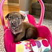 Thumbnail photo of Milo #3