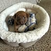 Thumbnail photo of Milo #4