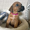 Thumbnail photo of Mika #2