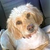 Thumbnail photo of Rose #1