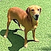 Thumbnail photo of Jade #1