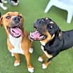 Thumbnail photo of Lloyd (Sebastian)  LA Fire Dogs #4