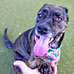 Thumbnail photo of Nala #1