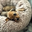Thumbnail photo of Buford #3