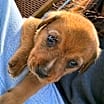 Thumbnail photo of Buford #4