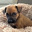 Thumbnail photo of Poppy #3