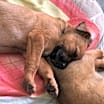 Thumbnail photo of Poppy #4