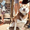 Thumbnail photo of Luke the sweetest trailmate #4