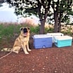 Thumbnail photo of Chief #3