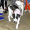 Thumbnail photo of Zena FC Amy B #2