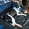 Thumbnail photo of Zena FC Amy B #3