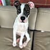 Thumbnail photo of ABIGAIL #3