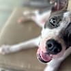 Thumbnail photo of ABIGAIL #4