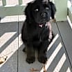 Thumbnail photo of Piper #2