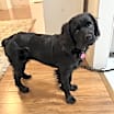 Thumbnail photo of Piper #3