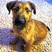 Thumbnail photo of Barley #2