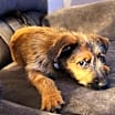 Thumbnail photo of Barley #4