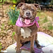 Thumbnail photo of Dottie #1