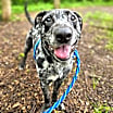 Thumbnail photo of Wilbur #1