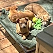 Thumbnail photo of Copper Vidalia #1 #2