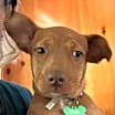 Thumbnail photo of Copper Vidalia #1 #3