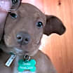 Thumbnail photo of Copper Vidalia #1 #4