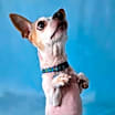 Thumbnail photo of Pepper Spice Boy #1