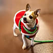 Thumbnail photo of Pepper Spice Boy #2