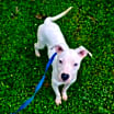 Thumbnail photo of Mojo #3