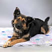 Thumbnail photo of Sophie #2