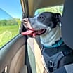 Thumbnail photo of Spud #1