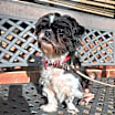 Thumbnail photo of Rufus #1