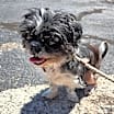 Thumbnail photo of Rufus #2