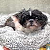 Thumbnail photo of Rufus #3