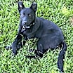 Thumbnail photo of Nala (4mo CAT FRIENDLY!!) #1