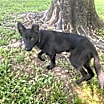 Thumbnail photo of Nala (4mo CAT FRIENDLY!!) #4