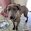 Thumbnail photo of Hershey #2
