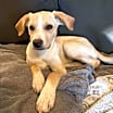 Thumbnail photo of Lucy #1
