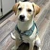 Thumbnail photo of Lucy #2