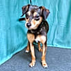 Thumbnail photo of Sophie #1
