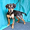 Thumbnail photo of Sophie #3