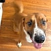 Thumbnail photo of Gamby #2