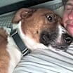 Thumbnail photo of Gamby #3
