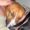 Thumbnail photo of Gamby #4