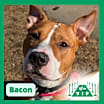 Thumbnail photo of Bacon #1