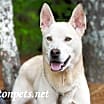Thumbnail photo of Bolt #18887 #1